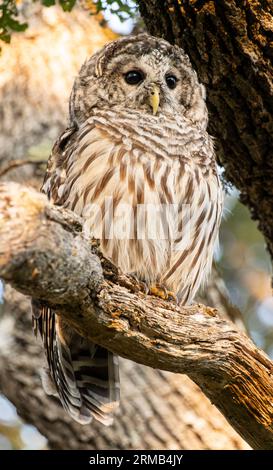 Une chouette barrée (Strix varia) perchée dans un arbre dans le parc Uplands à Oak Bay, Colombie-Britannique, Canada. Banque D'Images