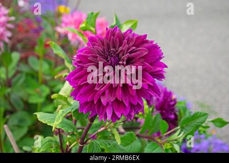 Dahlia de jardin, également connu sous le nom de dahlia penné, dans une variété de couleurs, sur un fond flou de leaves vertes -03 Banque D'Images