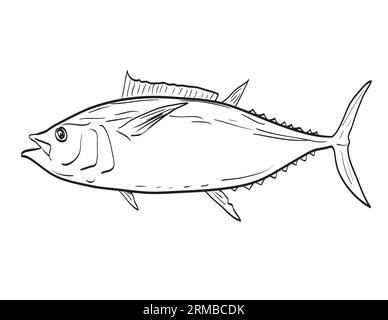 Dessin illustration de style croquis d'un thon obèse de l'Atlantique ou Thunnus obesus espèce de poisson originaire de la Nouvelle-Angleterre et du milieu de l'Atlantique sur b blanc isolé Banque D'Images