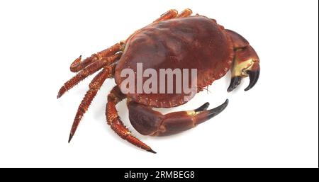 Crabe comestible, pagurus du cancer sur fond blanc Banque D'Images