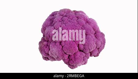 Chou-fleur violet, brassica oleracea contre fond de baleine Banque D'Images