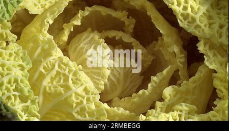 Chou vert nain, Brassica oleracea, légumes contre fond blanc Banque D'Images