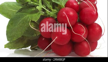 Le Radis rouge, Raphanus sativus against White Background Banque D'Images