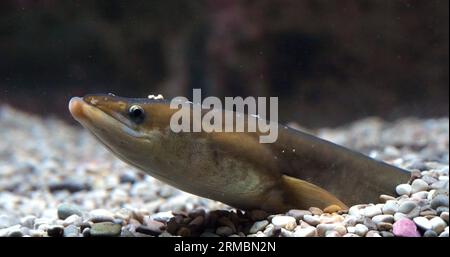 Anguille commune ou anguille européenne, anguilla anguilla, adulte enterré dans le sol Banque D'Images
