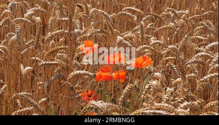 Coquelicots dans un champ de blé, papaver rhoeas, en fleurs, Normandie en France Banque D'Images