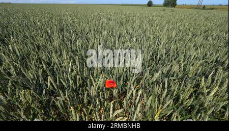 Coquelicots dans un champ de blé, papaver rhoeas, en fleurs, Normandie en France Banque D'Images