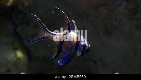 Banggai Cardinal Fish, Pterapogon kauderni Banque D'Images