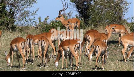 Impala, aepyceros melampus, mâle et femelle, Masai Mara Park au Kenya Banque D'Images