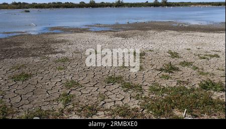 Eau et sécheresse dans les Marais de Camargue, dans le Sud-est de la France Banque D'Images