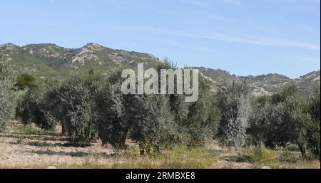 Champ d'olivier près de Maussane les Alpilles dans le Sud-est de la France Banque D'Images