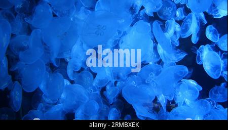 Méduse commune ou méduse de lune, urelia aurita , natation Banque D'Images