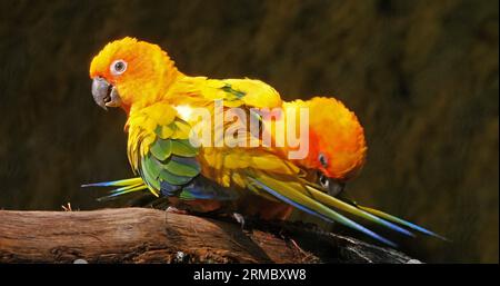 Sun Parakeet, aratinga solstitialis, paire Doing Feather Preening session, paire Grooming Banque D'Images