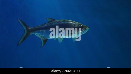 Tarpon Atlantique, Megalops atlanticus, natation adulte Banque D'Images