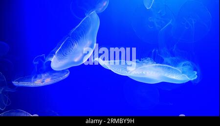 Méduse commune ou méduse lunaire, urelia aurita, natation de groupe Banque D'Images