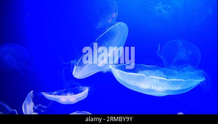 Méduse commune ou méduse lunaire, urelia aurita, natation de groupe Banque D'Images