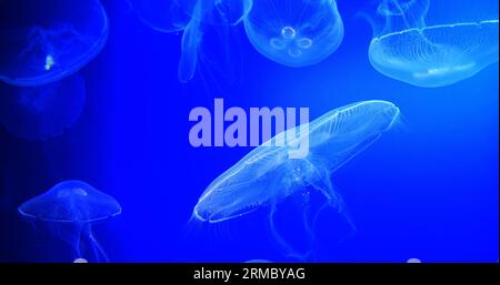 Méduse commune ou méduse lunaire, urelia aurita, natation de groupe Banque D'Images