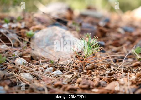 Boisement et forêts de repousse. Nouvelle croissance d'un petit arbre de pin et l'herbe poussant sur le plancher de la forêt à côté des arbres brûlés après la dévastation o Banque D'Images