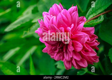 Fleur de dahlia rose. Faire pousser des fleurs dans le jardin. Arrière-plan naturel. Banque D'Images