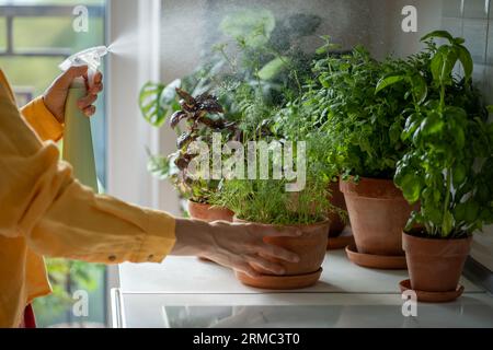 Femme pulvérisant des plantes comestibles de verdure d'eau dans des pots sur la table à la maison, les mains rapprochées. Banque D'Images