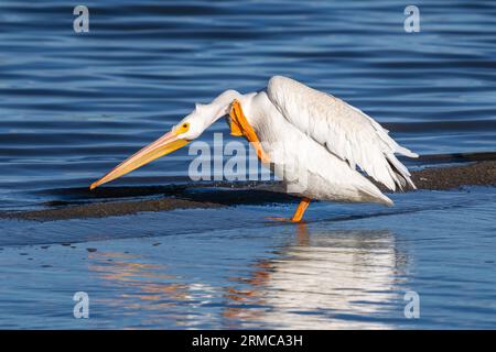 Un pélican blanc américain debout dans les eaux peu profondes d'un lac bleu se grattant le cou avec son pied palmé. Banque D'Images