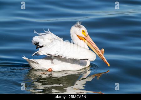 Un joli pélican blanc américain avec des yeux bleu clair flottant dans les eaux d'un lac bleu velouté. Gros plan. Banque D'Images