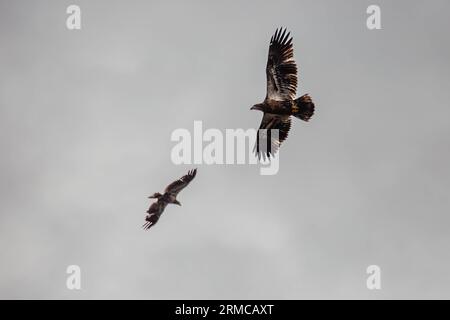 Aigle à tête blanche (Haliaeetus leuocephalus) jeune, volant sur fond blanc avec espace de copie, horizontal Banque D'Images