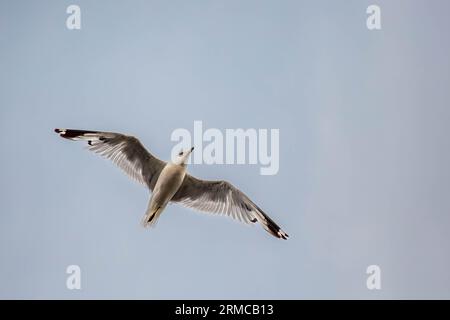 Mouette à bec annulaire volant sous un ciel bleu avec espace de copie, horizontal Banque D'Images