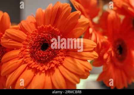 Bouquet de Marguerite Orange transvaal ou gerbera. Banque D'Images