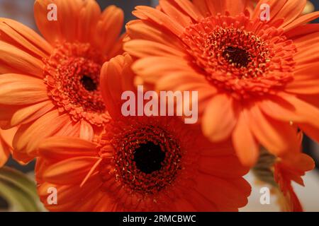 Bouquet de Marguerite Orange transvaal ou gerbera. Banque D'Images
