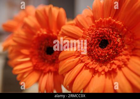 Bouquet de Marguerite Orange transvaal ou gerbera. Banque D'Images