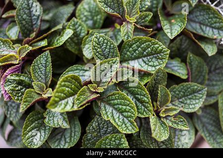 Heliotropium est un genre de plantes à fleurs de la famille des héliotropes, Heliotropiaceae. Il y a environ 325 espèces dans ce genre presque cosmopolite, Banque D'Images