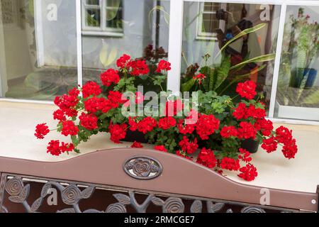 Géranium rouge dans une boîte comme décoration de fenêtre et de bâtiment. Banque D'Images