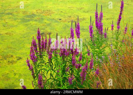 Purple loosestrife à Mission Lake, Willamette Mission State Park, Oregon Banque D'Images