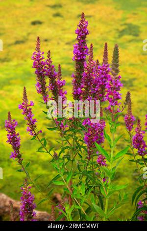 Purple loosestrife à Mission Lake, Willamette Mission State Park, Oregon Banque D'Images