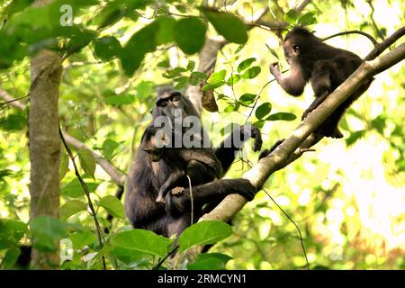 Un macaque à crête de Célèbes (Macaca nigra) s'occupe d'un nourrisson et d'un jeune enfant alors qu'il repose sur un arbre dans la forêt de Tangkoko, Sulawesi du Nord, en Indonésie. Le changement climatique et les maladies sont des menaces émergentes pour les primates, tandis que le macaque à crête appartient aux 10% des espèces de primates qui sont très vulnérables aux sécheresses. Un rapport récent a révélé que la température augmente effectivement dans la forêt de Tangkoko, et que l'abondance globale des fruits a diminué. Macaca nigra est considérée comme une espèce clé dans leur habitat, une importante «espèce parapluie» pour la conservation de la biodiversité. Banque D'Images