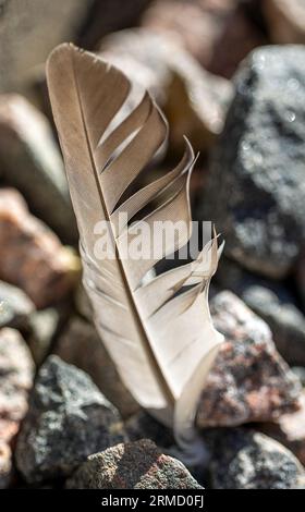 Gros plan d'une plume de pigeon sombre parmi les cailloux rugueux. Foyer sélectionné Banque D'Images