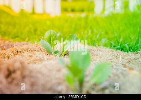 Jeunes feuilles d'un chou blanc en croissance dans un lit de jardin avec un sol paillé. Plantés de plants de légumes dans le jardin de la maison Banque D'Images