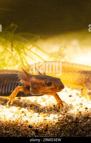 Gros plan de deux bébés tritons de l'Himalaya ou salamandres de l'Himalaya montrant des branchies externes tout en passant leur vie de bébé dans l'eau. Banque D'Images