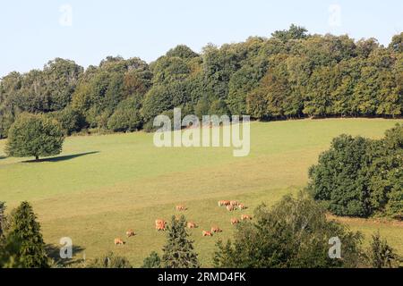 Agriculture, nature, environnement, tourisme et ruralité. Paysage de campagne du Limousin vu depuis la route. Corrèze, Limousin, France, Europe Banque D'Images