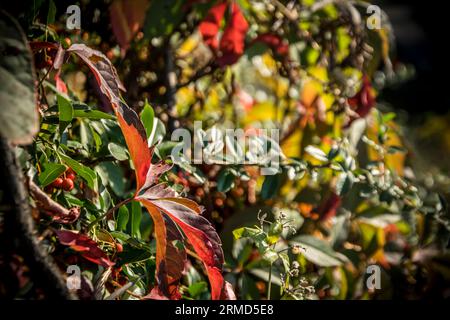 Feuilles colorées vives en rouge, vert et jaune en automne Banque D'Images