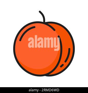 Abricot, pêche orange ou prune, icône de ligne de couleur fruit cru. Vecteur végétarien nourriture biologique. Pêche nectarine, dessert mûr bio sain, fruits d'été Illustration de Vecteur