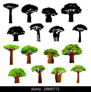 Baobabs africains et silhouettes. Vecteur baobabs de savane africaine avec de larges troncs et des feuilles vertes. Ensemble d'arbres tropicaux isolés, résistance à la sécheresse Illustration de Vecteur