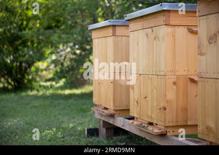 Une vue de l'avant de plusieurs ruches et abeilles volantes à la sortie. Banque D'Images