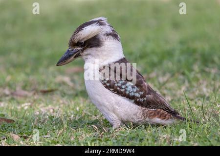 Australien riant Kookaburra à la recherche de vers dans le sol Banque D'Images