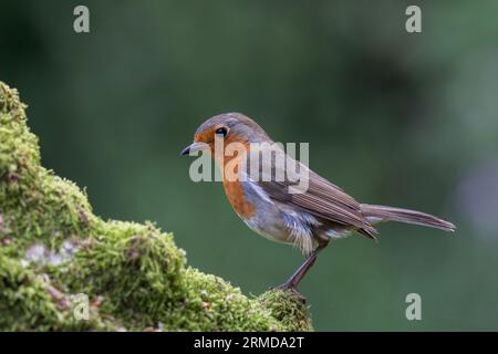 Robin européen [ erithacus rubecula ] sur le bois de mousse Banque D'Images