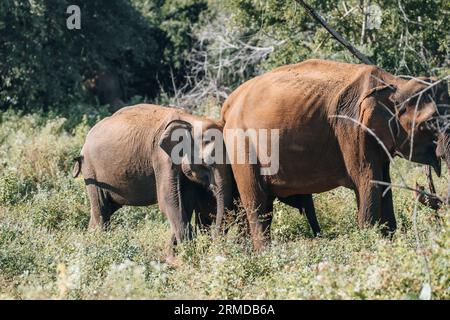 Éléphant sauvage du Sri Lanka lors d'un safari dans le parc national d'Udawalawa Banque D'Images