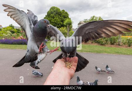 Pigeon sauvage [ Columba livia domestica ] atterrissant à portée de main avec des graines dans le parc Vivary, Taunton, Royaume-Uni Banque D'Images