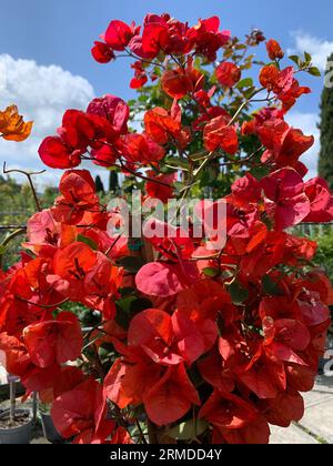 Belle branche de fleurs de bougainvilliers rouges sur ciel bleu. Banque D'Images