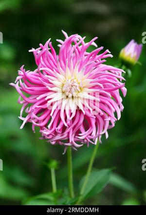 Belle cactus dahlia Stars favori avec des fleurs éclatantes roses et blanches dans le jardin du cottage. (Dahlie x hybrida) mise au point sélective. Banque D'Images