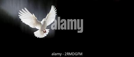Une colombe blanche liberté voler des ailes sur fond transparent symbole de la Journée internationale de la paix, Saint-Esprit de Dieu dans le ciel de religion chrétienne Banque D'Images